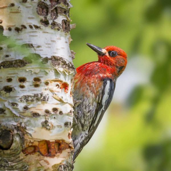Washington, Seabeck Red-breasted sapsucker